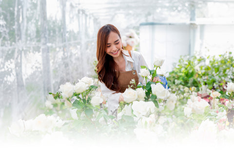 Cappucino Roses